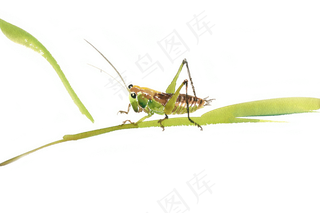 水彩画绿叶上的蝈蝈