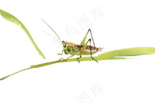 水彩画绿叶上的蝈蝈