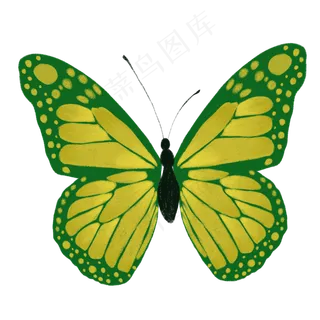 黄绿鲜艳黄绿色蝴蝶