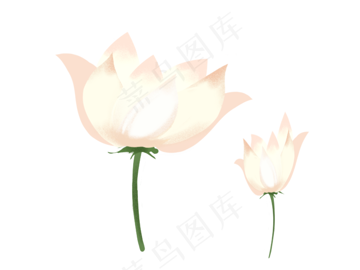 水植物粉色荷花插图