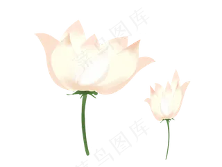 水植物粉色荷花插图