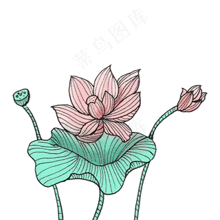 版画风荷花素材下载