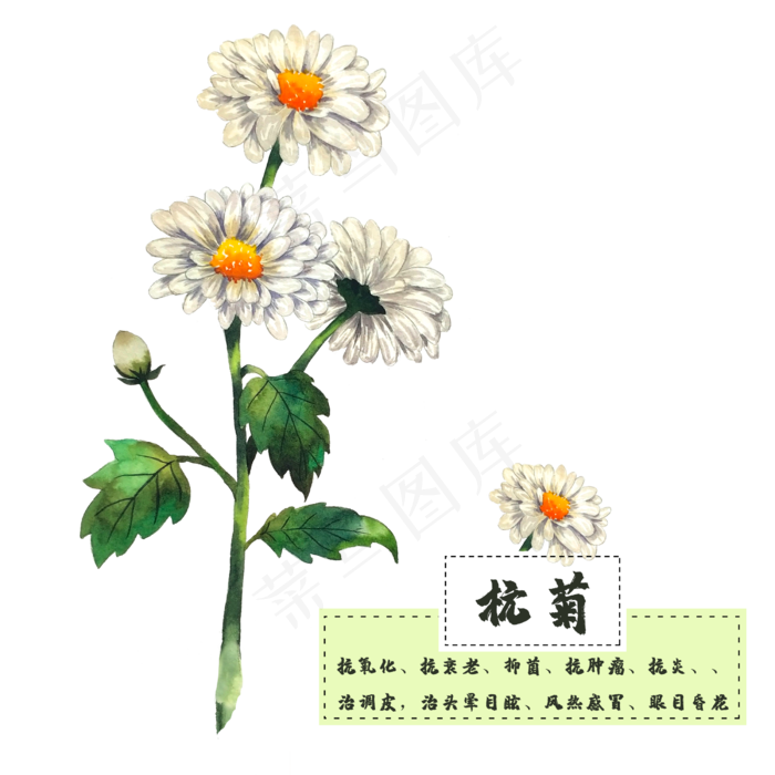 花类中草药杭菊菊花清热
