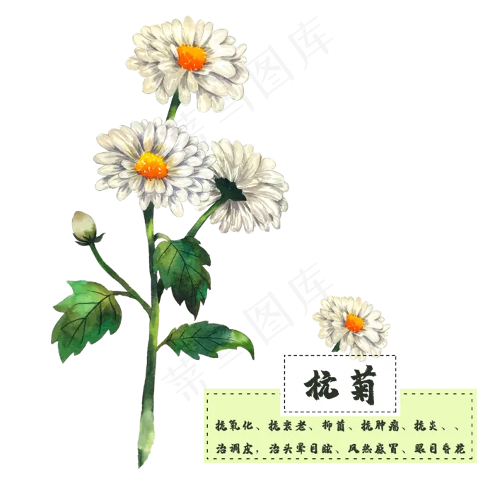 花类中草药杭菊菊花清热(2500X2500(DPI:300))psd模版下载
