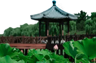 凉亭荷塘