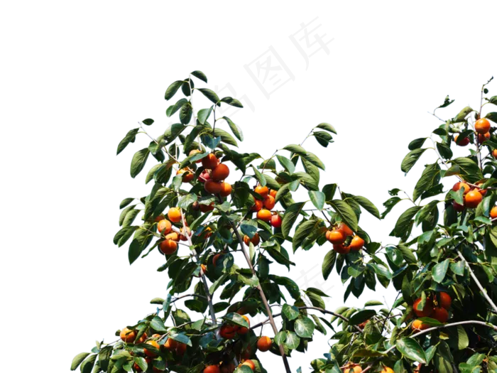 秋天柿子树(2000X2000(DPI:300))
