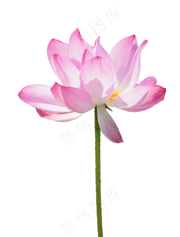 精美荷花实物,免抠元素