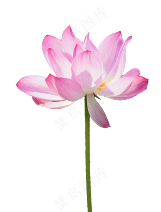 精美荷花实物,免抠元素