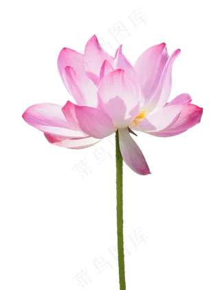 精美荷花实物,免抠元素