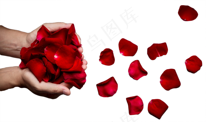 手捧红玫瑰花瓣(2027X1200(DPI:300))psd模版下载