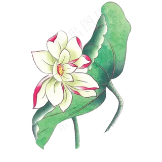 卡通手绘白色莲花下载