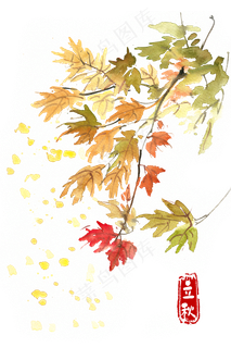 立秋黄色的叶子