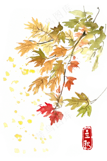 立秋黄色的叶子