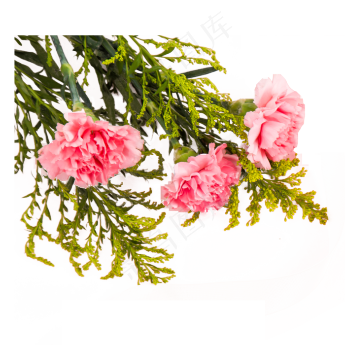 实拍粉色康乃馨鲜花,免抠元素