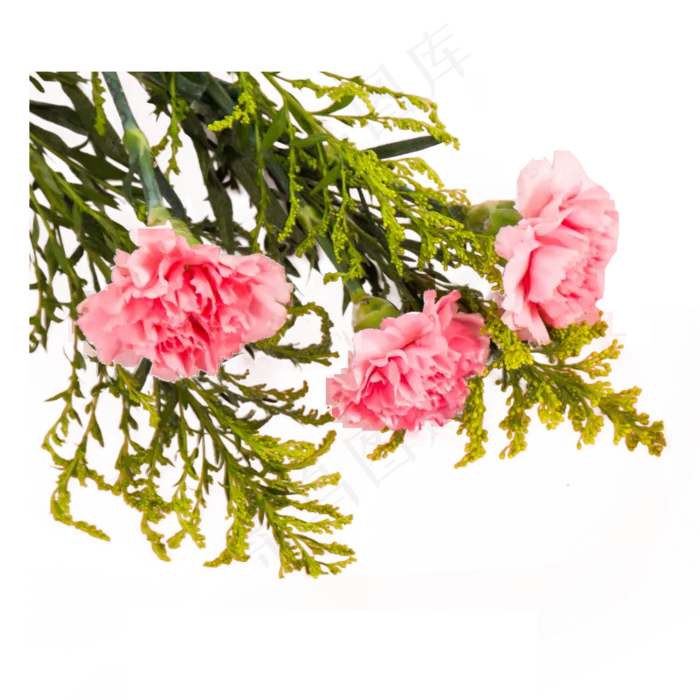 实拍粉色康乃馨鲜花,免抠元素(3000X3000(DPI:300))psd模版下载