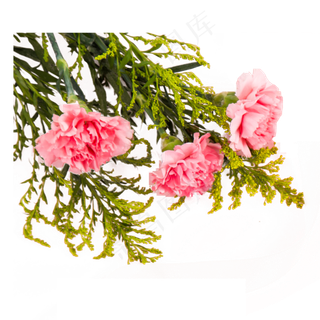 实拍粉色康乃馨鲜花,免抠元素