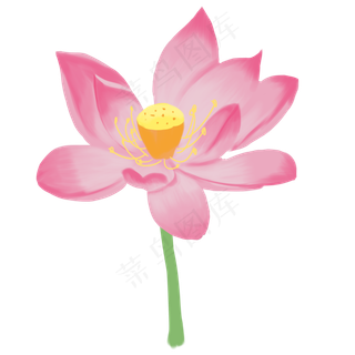 粉色荷花开花元素