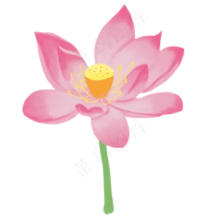 粉色荷花开花元素