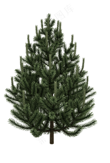 小松树针叶松树,免抠元素