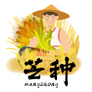 芒种收割小麦农民