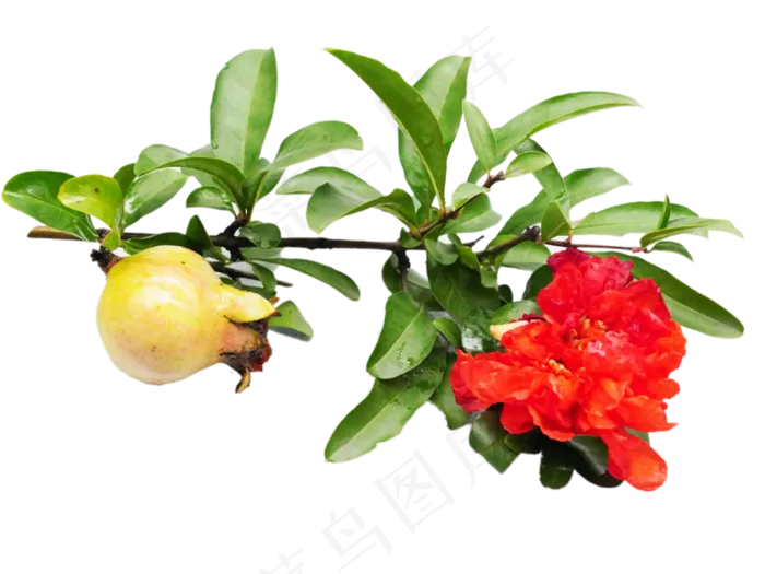 石榴花枝红色花朵,免抠元素