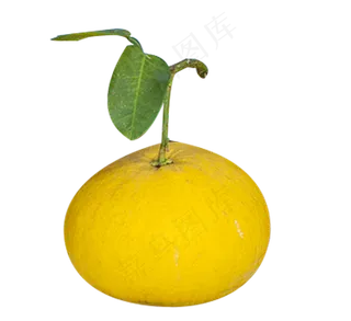 水果柚子一个