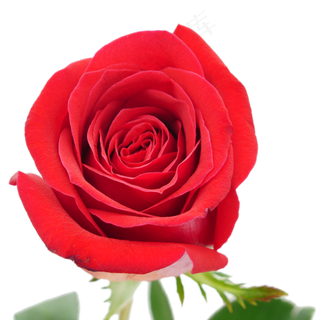 情人节红玫瑰