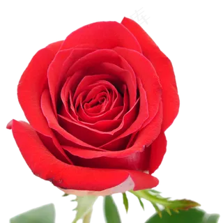 情人节红玫瑰
