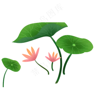 小清新荷花免抠图