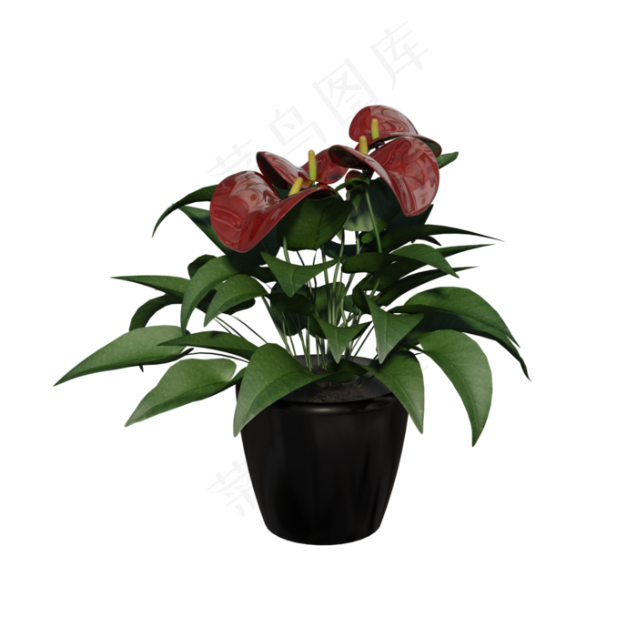 黑色花盆红掌绿植(3000X3000(DPI:72))psd模版下载