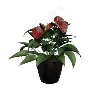 黑色花盆红掌绿植