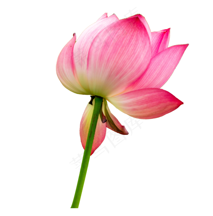 荷花花瓣植物花卉(3554*3617px 300 dpi )