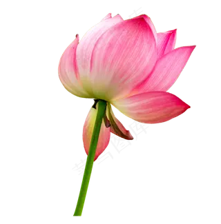 荷花花瓣植物花卉