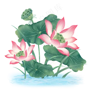 中国风夏日荷花 中国风夏日荷花