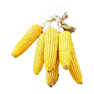 农作物玉米,免抠元素