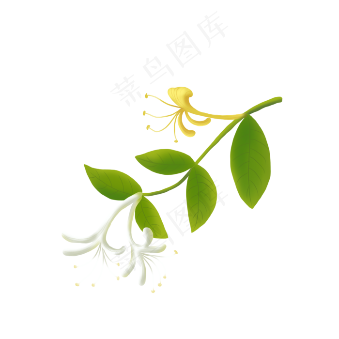 金银花中草药(2480X2480(DPI:300))psd模版下载