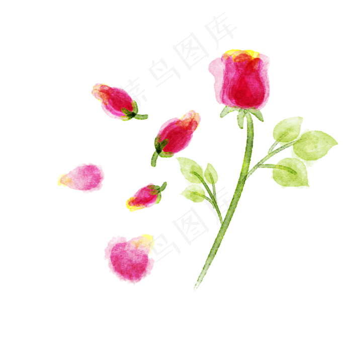 玫瑰花蕾植物(3543X4724(DPI:150))psd模版下载