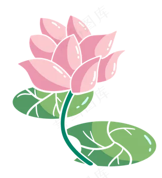 夏天水植物荷花