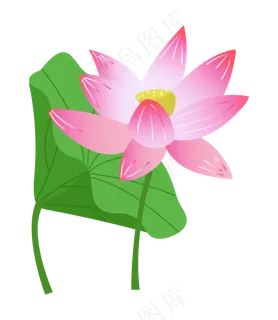 漂亮的荷花和荷叶