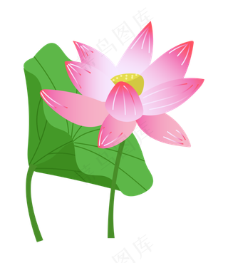 漂亮的荷花和荷叶