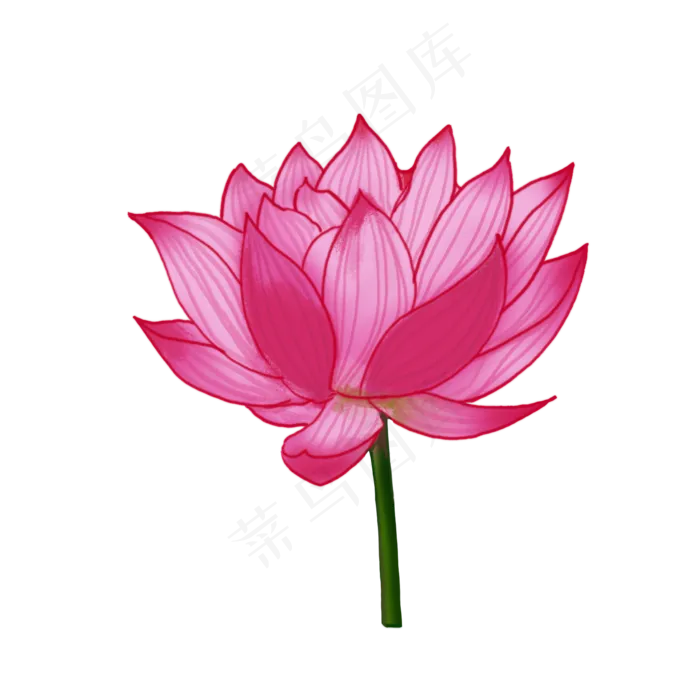 荷花(2000X2000(DPI:300))psd模版下载