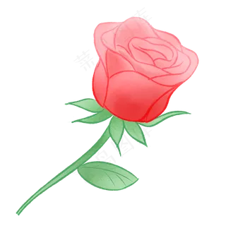 红玫瑰花朵花枝