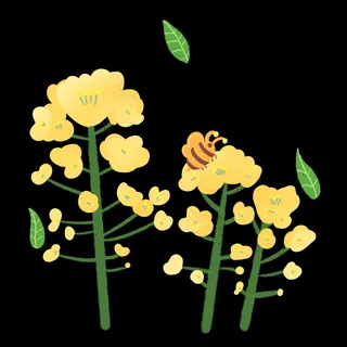 美丽的黄色油菜花插图