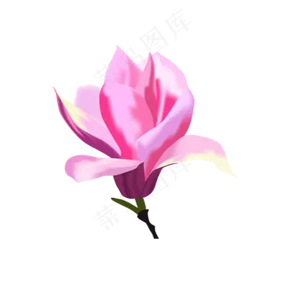 矢量免扣卡通玉兰花,免抠元素