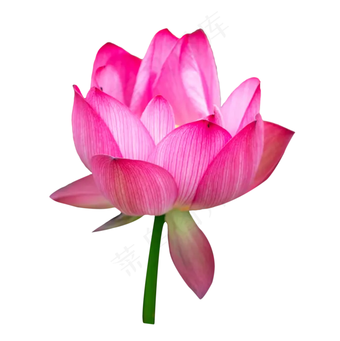 红色荷花花枝(2048X2048(DPI:300))