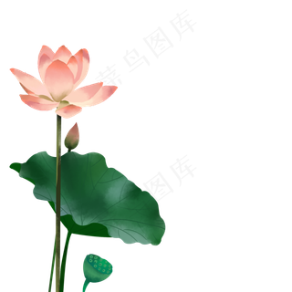 荷花盛开免抠元素下载