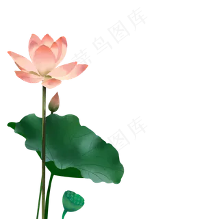 荷花盛开免抠元素下载