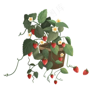 一盆正在成熟的草莓