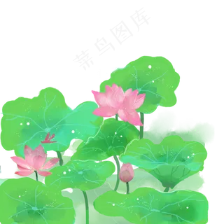 中国风水彩荷叶荷花