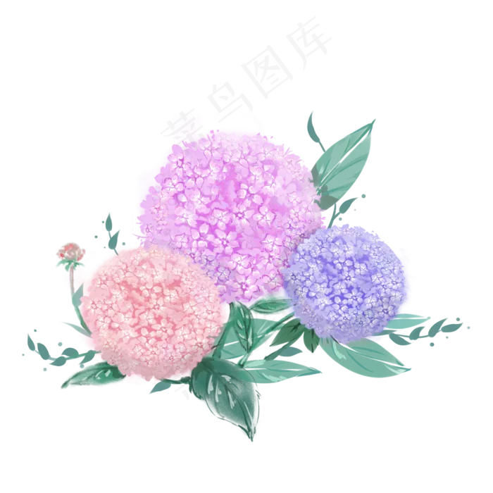 *花绣球花水彩装饰花团PNG(2362X2362(DPI:300))psd模版下载